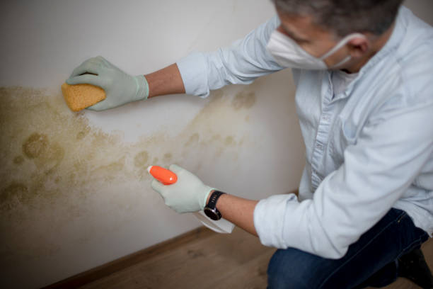Best Emergency Mold Remediation in Garland, NC
