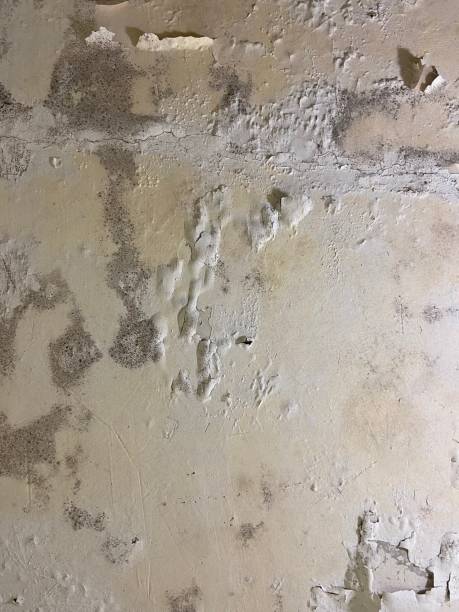 Best Kitchen Mold Remediation in Garland, NC