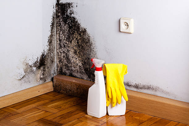 Best HVAC Mold Remediation in Garland, NC