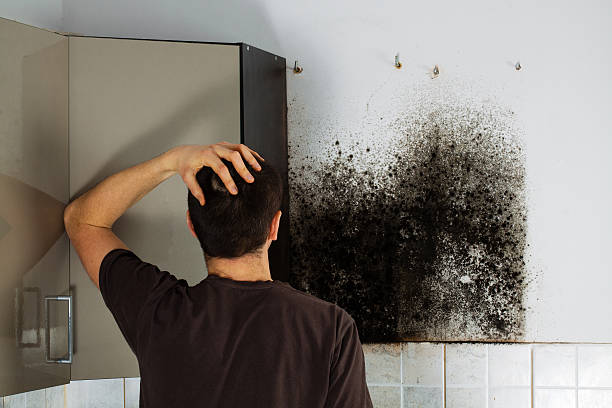 Best Residential Mold Remediation in Garland, NC