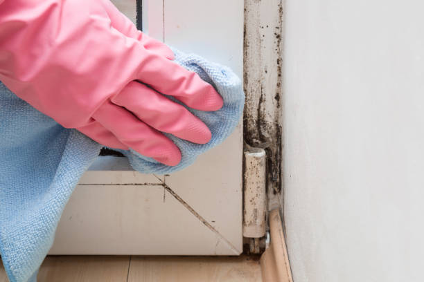 Best Black Mold Remediation in Garland, NC
